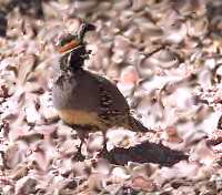 Gambel's Quail